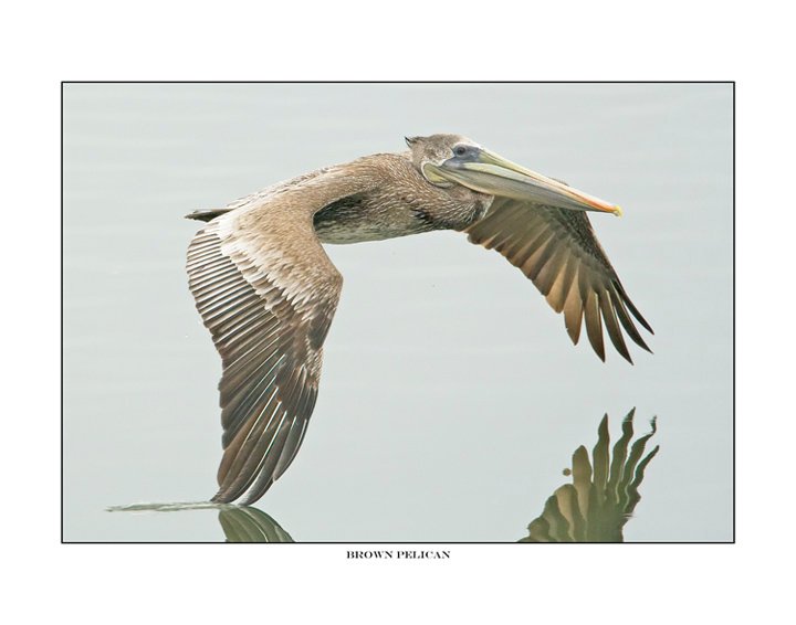 860 brown pelican.jpg